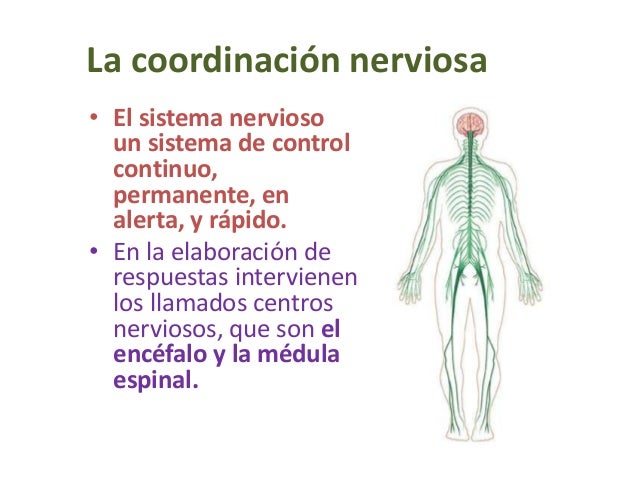 Sistemas de coordinación en el ser humano