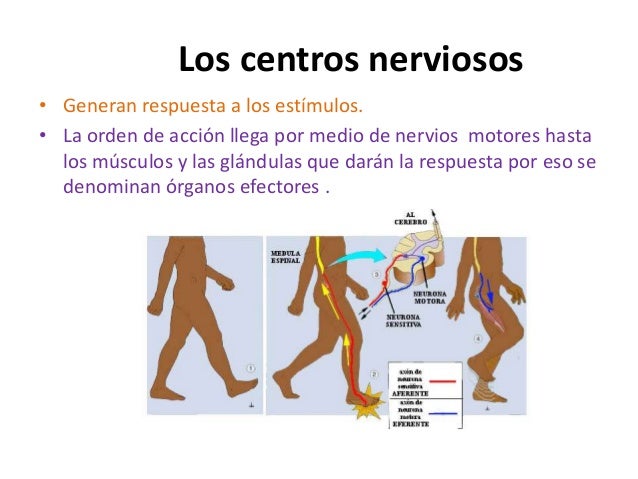 Sistemas de coordinación en el ser humano