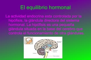 La coordinación nerviosa La coordinación es la regulación que llevan a cabo los sistemas endocrino y nervioso para que todas las actividades y procesos de un organismo se den simultáneamente y de forma correcta.  Sistema nervioso central :  Está  formado por el  encéfalo  y la  médula  espinal. Se encarga de recibir información y procesarla. Sistema nervioso periférico : Está integrado por el conjunto de nervios que conectan el sistema nervioso central con el resto de órganos de nuestro cuerpo. Su función es transmitir la información al sistema nervioso central y conducir sus órdenes a los órganos encargados de ejecutarlas. 