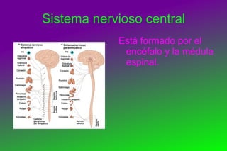 Sistema nervioso periférico 