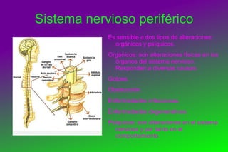 La neurona: unidad del sistema nervioso 