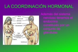 El equilibrio hormonal 