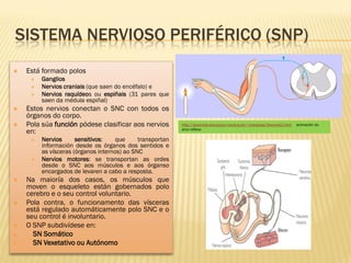 SISTEMA NERVIOSO PERIFÉRICO (SNP)
    Está formado polos
         Ganglios
         Nervios craniais (que saen do encéfalo) e
         Nervios raquídeos ou espiñais (31 pares que
          saen da médula espiñal)
    Estos nervios conectan o SNC con todos os
     órganos do corpo.
    Pola súa función pódese clasificar aos nervios         http://docentes.educacion.navarra.es/~metayosa/3esorela2.html   animación do
     en:                                                    arco reflexo

         Nervios      sensitivos:    que     transportan
          información desde os órganos dos sentidos e
          as vísceras (órganos internos) ao SNC
         Nervios motores: se transportan as ordes
          desde o SNC aos músculos e aos órganso
          encargados de levaren a cabo a resposta.
    Na maioría dos casos, os músculos que
     moven o esqueleto están gobernados polo
     cerebro e o seu control voluntario.
    Pola contra, o funcionamento das vísceras
     está regulado automáticamente polo SNC e o
     seu control é involuntario.
    O SNP subdivídese en:
a.     SN Somático
b.     SN Vexetativo ou Autónomo
 