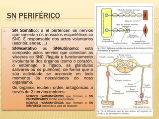 SN PERIFÉRICO
a.    SN Somático: a el pertencen os nervios
      que conectan os músculos esqueléticos co
      SNC. É responsable dos actos voluntarios
      (escribir, andar, …)
b.    SNVexetativo ou SNAutónomo: está
      composto polos nervios que conectan as
      vísceras co SNC. Regula o funcionamento
      involuntario dos órganos (como o corazón,
      o estómago, o fígado, as glándulas
      salivares ou os pulmóns), de forma que a
      súa actividade se acomode en todo
      momento ás necesidades do noso
      organismo.
      Os órganos reciben ordes antagónicas a
      través de 2 nervios motores:
        I.    NERVIOS PARASIMPÁTICOS que forman o SN
              PARASIMPÁTICO: inhibe a actividade
        II.   NERVIOS PARASIMPÁTICOS que forman o SN
              SIMPÁTICO: estimula a vida de relación
 