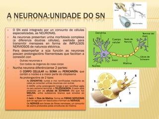 A NEURONA:UNIDADE DO SN
   O SN está integrado por un conxunto de células
    especializadas, as NEURONAS.
   As neuronas presentan unha morfoloxía complexa
    (a diferenza doutras células), axeitada para
    transmitir mensaxes en forma de IMPULSOS
    NERVIOSOS de natureza eléctrica.
   Para desempeñar a súa función as neuronas
    posúen prolongacións filamentosas que facilitan a
    conexión con
        Outras neuronas e
        Con todos os órganos do noso corpo
   Nunha neurona diferéncianse 2 partes:
        O CORPO CELULAR ou SOMA ou PERICARIÓN: que
         contén o núcleo e a maior parte do citoplasma
        As prolongacións de 2 tipos:
              As DENDRITAS: curtas e moi ramificadas mediante as
               cales se conectan unhas neuronas con outras
              O AXÓN: unha prolongación longa e sen ramificar agás
               no seu extremo terminal, o TELEDENDRON. O axón está
               protexido por as células de SCHWANN (No que hai
               MIELINA, unha substancia branca que envolve ao
               axón).
              O Axón + fibra de Mielina: forma as FIBRAS NERVIOSAS
               que se agrupan en fascículos e forman os NERVIOS.
              Os NERVIOS son feixes de fibras nerviosas, un conxunto
               de axóns protexidos polas envolturas de mielina
 