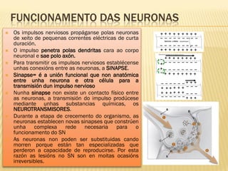 FUNCIONAMENTO DAS NEURONAS
   Os impulsos nerviosos propáganse polas neuronas
    de xeito de pequenas correntes eléctricas de curta
    duración.
   O impulso penetra polas dendritas cara ao corpo
    neuronal e sae polo axón.
   Para transmitir os impulsos nerviosos establécense
    unhas conexións entre as neuronas, a SINAPSE.
   Sinapse= é a unión funcional que non anatómica
    entre unha neurona e otra célula para a
    transmisión dun impulso nervioso
   Nunha sinapse non existe un contacto físico entre
    as neuronas, a transmisión do impulso prodúcese
    mediante unhas substancias químicas, os
    NEUROTRANSMISORES.
   Durante a etapa de crecemento do organismo, as
    neuronas establecen novas sinapses que constrúen
    unha complexa rede necesaria para o
    funcionamento do SN
   As neuronas non poden ser substituidas cando
    morren porque están tan especializadas que
    perderon a capacidade de reproducirse. Por esta
    razón as lesións no SN son en moitas ocasións
    irreversibles.
 