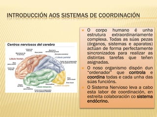 INTRODUCCIÓN AOS SISTEMAS DE COORDINACIÓN

                         O corpo humano é unha
                          estrutura extraordinariamente
                          complexa. Todas as súas pezas
                          (órganos, sistemas e aparatos)
                          actúan de forma perfectamente
                          sincronizados para realizar as
                          distintas tarefas que teñen
                          asignadas.
                         O noso organismo dispón dun
                          “ordenador” que controla e
                          coordina todas e cada unha das
                          súas funcións.
                         O Sistema Nervioso leva a cabo
                          esta labor de coordinación, en
                          estreita colaboración co sistema
                          endócrino.
 
