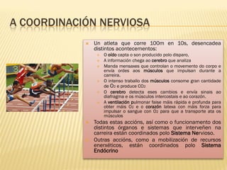 A COORDINACIÓN NERVIOSA
               Un atleta que corre 100m en 10s, desencadea
                distintos acontecementos:
                    O oído capta o son producido polo disparo,
                    A información chega ao cerebro que analiza
                    Manda mensaxes que controlan o movemento do corpo e
                     envía ordes aos músculos que impulsan durante a
                     carreira.
                    O intenso traballo dos músculos consome gran cantidade
                     de O2 e produce CO2
                    O cerebro detecta eses cambios e envía sinais ao
                     diafragma e os músculos intercostais e ao corazón.
                    A ventilación pulmonar faise máis rápida e profunda para
                     obter máis O2 e o corazón latexa con máis forza para
                     impulsar o sangue con O2 para que a transporte ata os
                     músculos
               Todas estas accións, así como o funcionamento dos
                distintos órganos e sistemas que interveñen na
                carreira están coordinados polo Sistema Nervioso.
               Outras accións, como a mobilización de recursos
                enerxéticos, están coordinados polo Sistema
                Endócrino
 
