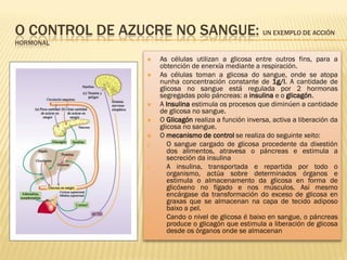 O CONTROL DE AZUCRE NO SANGUE: UN EXEMPLO DE ACCIÓN
HORMONAL

                         As células utilizan a glicosa entre outros fins, para a
                          obtención de enerxía mediante a respiración.
                         As células toman a glicosa do sangue, onde se atopa
                          nunha concentración constante de 1g/l. A cantidade de
                          glicosa no sangue está regulada por 2 hormonas
                          segregadas polo páncreas: a insulina e o glicagón.
                         A Insulina estimula os procesos que diminúen a cantidade
                          de glicosa no sangue.
                         O Glicagón realiza a función inversa, activa a liberación da
                          glicosa no sangue.
                         O mecanismo de control se realiza do seguinte xeito:
                     1.      O sangue cargado de glicosa procedente da dixestión
                             dos alimentos, atravesa o páncreas e estimula a
                             secreción da insulina
                     2.      A insulina, transportada e repartida por todo o
                             organismo, actúa sobre determinados órganos e
                             estimula o almacenamento da glicosa en forma de
                             glicóxeno no fígado e nos músculos. Así mesmo
                             encárgase da transformación do exceso de glicosa en
                             graxas que se almacenan na capa de tecido adiposo
                             baixo a pel.
                     3.      Cando o nivel de glicosa é baixo en sangue, o páncreas
                             produce o glicagón que estimula a liberación de glicosa
                             desde os órganos onde se almacenan
 