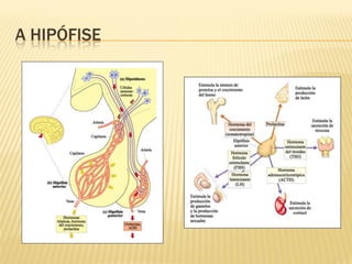 A HIPÓFISE
 