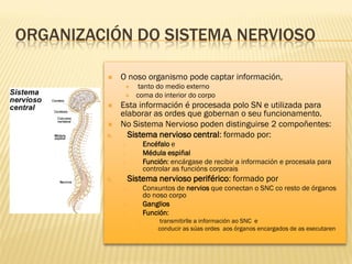 ORGANIZACIÓN DO SISTEMA NERVIOSO

             O noso organismo pode captar información,
                    tanto do medio externo
                   coma do interior do corpo
             Esta información é procesada polo SN e utilizada para
              elaborar as ordes que gobernan o seu funcionamento.
             No Sistema Nervioso poden distinguirse 2 compoñentes:
         a.     Sistema nervioso central: formado por:
              o         Encéfalo e
              o         Médula espiñal
              o         Función: encárgase de recibir a información e procesala para
                        controlar as funcións corporais
         b.       Sistema nervioso periférico: formado por
              o         Conxuntos de nervios que conectan o SNC co resto de órganos
                        do noso corpo
              o         Ganglios
              o         Función:
                    •        transmitirlle a información ao SNC e
                    •       conducir as súas ordes aos órganos encargados de as executaren
 