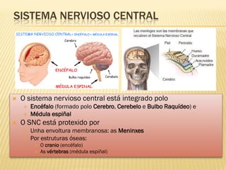 SISTEMA NERVIOSO CENTRAL




   O sistema nervioso central está integrado polo
       Encéfalo (formado polo Cerebro, Cerebelo e Bulbo Raquídeo) e
       Médula espiñal
   O SNC está protexido por
       Unha envoltura membranosa: as Meninxes
       Por estruturas óseas:
            O cranio (encéfalo)
            As vértebras (médula espiñal)
 