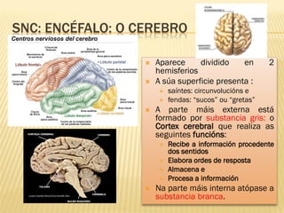 SNC: ENCÉFALO: O CEREBRO

                     Aparece     dividido    en        2
                      hemisferios
                     A súa superficie presenta :
                         saíntes: circunvolucións e
                         fendas: “sucos” ou “gretas”
                     A parte máis externa está
                      formado por substancia gris: o
                      Cortex cerebral que realiza as
                      seguintes funcións:
                         Recibe a información procedente
                          dos sentidos
                         Elabora ordes de resposta
                         Almacena e
                         Procesa a información
                     Na parte máis interna atópase a
                      substancia branca.
 
