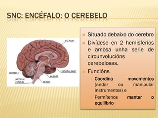 SNC: ENCÉFALO: O CEREBELO

                     Situado debaixo do cerebro
                     Divídese en 2 hemisferios
                      e amosa unha serie de
                      circunvolucións
                      cerebelosas.
                     Funcións
                         Coordina        movementos
                          (andar     ou     manipular
                          instrumentos) e
                         Permítenos      manter    o
                          equilibrio
 