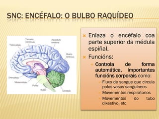 SNC: ENCÉFALO: O BULBO RAQUÍDEO

                     Enlaza o encéfalo coa
                      parte superior da médula
                      espiñal.
                     Funcións:
                         Controla     de     forma
                          automática, importantes
                          funcións corporais como:
                            Fluxo de sangue que circula
                             polos vasos sanguíneos
                            Movementos respiratorios
                            Movementos      do     tubo
                             dixestivo, etc
 
