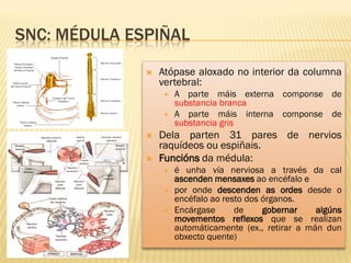 SNC: MÉDULA ESPIÑAL
                 Atópase aloxado no interior da columna
                  vertebral:
                     A parte máis externa componse de
                      substancia branca
                     A parte máis interna componse de
                      substancia gris
                 Dela parten 31 pares de nervios
                  raquídeos ou espiñais.
                 Funcións da médula:
                     é unha vía nerviosa a través da cal
                      ascenden mensaxes ao encéfalo e
                     por onde descenden as ordes desde o
                      encéfalo ao resto dos órganos.
                     Encárgase      de     gobernar    algúns
                      movementos reflexos que se realizan
                      automáticamente (ex., retirar a mán dun
                      obxecto quente)
 