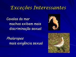 Exceções Interessantes
Cavalos do mar
machos exibem mais
discriminação sexual

Phalaropes
mais exigência sexual

 