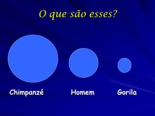 O que são esses?

Chimpanzé

Homem

Gorila

 