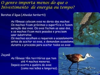 O genro importa menos do que o
Investimento de energia ou tempo?
Baratas d'água (Abedus herbertii)

As fêmeas colocam ovos no dorso doa machos
Os machos ficam próximos a superfície e fazem
aeração dos ovos. Os ovos fecham as asas dos,
e os machos ficam mais pesados e precisam
usar substratos
Os machos escolhem e requerem a acasalamento
antes de aceitar os ovos, e demandam acasalamentos
durante o processo para aceitar todos os ovos
Jaçanã

As fêmeas têm territórios que tem
até 4 machos menores.
Depois ocorre a quebra de ovos
(como nos leões e languires).

 