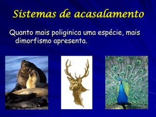 Sistemas de acasalamento
Quanto mais poliginica uma espécie, mais
dimorfismo apresenta.

 