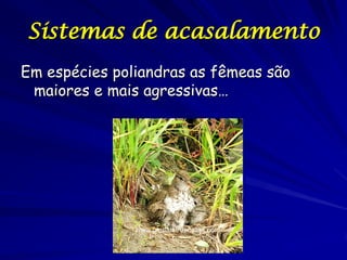 Sistemas de acasalamento
Em espécies poliandras as fêmeas são
maiores e mais agressivas…

 