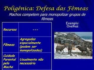 Poligênica: Defesa das Fêmeas
Machos competem para monopolizar grupos de
fêmeas
Recursos

---

Fêmeas

Agregadas
espacialmente
(podem ser
monopolizadas)

Cuidado
Parental
pelo
Macho

Usualmente não
necessário

Exemplo:
Ovelhas

 