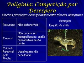 Poliginia: Competição por
Desespero

Machos procuram desesperadamente fêmeas receptivas
Recursos

Não defensíveis

Femeas

Não podem ser
monopolizadas: sazão
reprodutiva muita
curta

Cuidado
Parental
pelo
Macho

Usualmente não
necessário

Exemplo:
Esquilo de chão

 
