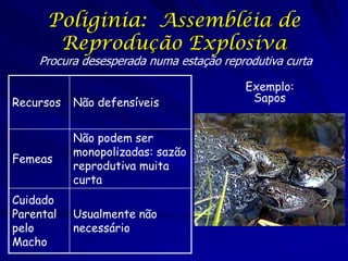 Poliginia: Assembléia de
Reprodução Explosiva

Procura desesperada numa estação reprodutiva curta
Recursos

Não defensíveis

Femeas

Não podem ser
monopolizadas: sazão
reprodutiva muita
curta

Cuidado
Parental
pelo
Macho

Usualmente não
necessário

Exemplo:
Sapos

 