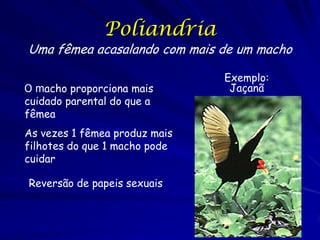 Poliandria

Uma fêmea acasalando com mais de um macho
O macho proporciona mais
cuidado parental do que a
fêmea
As vezes 1 fêmea produz mais
filhotes do que 1 macho pode
cuidar
Reversão de papeis sexuais

Exemplo:
Jaçanã

 