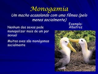 Monogamia

Um macho acasalando com uma fêmea (pelo
menos socialmente)
Nenhum dos sexos pode
monopolizar mais de um par
sexual
Muitos aves são monógamas
socialmente

Exemplo:
Albatroz

 