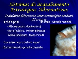 Sistemas de acasalamento
Estratégias Alternativas
Indivíduos diferentes usam estratégias estáveis
diferentes

Três tipos:

Exemplo: isopodo marinho

•Alfa (grandes, dominantes)

•Beta (médios, imitam fêmeas)
•Gama (pequenos, trapaceiros)

Sucesso reprodutivo igual
Determinado geneticamente

 