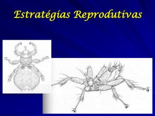 Estratégias Reprodutivas

 