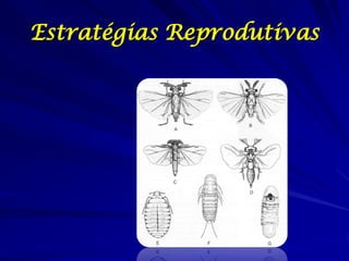 Estratégias Reprodutivas

 