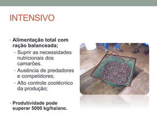 INTENSIVO
• Alimentação total com
ração balanceada;
• Suprir as necessidades
nutricionais dos
camarões.
• Ausência de predadores
e competidores;
• Alto controle zootécnico
da produção;
• Produtividade pode
superar 5000 kg/ha/ano.
 