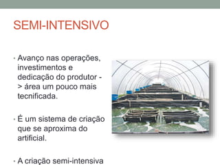 SEMI-INTENSIVO
• Avanço nas operações,
investimentos e
dedicação do produtor -
> área um pouco mais
tecnificada.
• É um sistema de criação
que se aproxima do
artificial.
• A criação semi-intensiva
 
