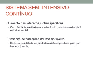 SISTEMA SEMI-INTENSIVO
CONTÍNUO
• Aumento das interações intraespecíficas.
• Ocorrência de canibalismo e inibição do crescimento devido à
estrutura social.
• Presença de camarões adultos no viveiro.
• Reduz a quantidade de predadores interespecíficos para pós-
larvas e juvenis;
 
