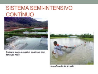SISTEMA SEMI-INTENSIVO
CONTÍNUO
Uso de rede de arrasto
Sistema semi-intensivo contínuo com
tanques rede.
 