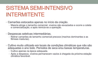 SISTEMA SEMI-INTENSIVO
INTERMITENTE
• Camarões estocados apenas no início da criação.
• Maioria atinge o tamanho comercial, viveiros são esvaziados e ocorre a coleta
e comercialização, e após reinicia-se a operação.
• Despescas seletivas intermediárias.
• Retirar camarões de tamanho comercial precoce (machos dominantes e as
fêmeas maduras).
• Cultivo muito utilizado em locais de condições climáticas que não são
adequadas o ano todo. Períodos de seca e/ou baixas temperaturas.
• Cultivo apenas na época adequada.
• Após a despesca, viveiros permanecem vazios à chegada da próxima estação
climática favorável.
 