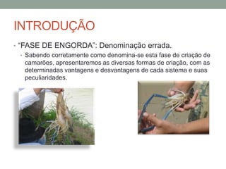 INTRODUÇÃO
• “FASE DE ENGORDA”: Denominação errada.
• Sabendo corretamente como denomina-se esta fase de criação de
camarões, apresentaremos as diversas formas de criação, com as
determinadas vantagens e desvantagens de cada sistema e suas
peculiaridades.
 