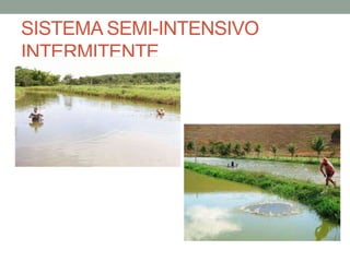 SISTEMA SEMI-INTENSIVO
INTERMITENTE
 