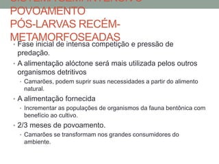 SISTEMA SEMI INTENSIVO –
POVOAMENTO
PÓS-LARVAS RECÉM-
METAMORFOSEADAS
• Fase inicial de intensa competição e pressão de
predação.
• A alimentação alóctone será mais utilizada pelos outros
organismos detritivos
• Camarões, podem suprir suas necessidades a partir do alimento
natural.
• A alimentação fornecida
• Incrementar as populações de organismos da fauna bentônica com
benefício ao cultivo.
• 2/3 meses de povoamento.
• Camarões se transformam nos grandes consumidores do
ambiente.
 