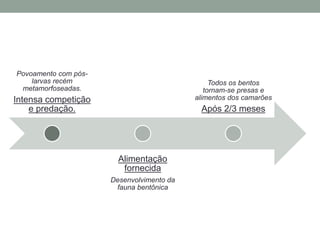 Povoamento com pós-
larvas recém
metamorfoseadas.
Intensa competição
e predação.
Alimentação
fornecida
Desenvolvimento da
fauna bentônica
Todos os bentos
tornam-se presas e
alimentos dos camarões
Após 2/3 meses
 