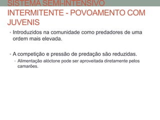 SISTEMA SEMI-INTENSIVO
INTERMITENTE - POVOAMENTO COM
JUVENIS
• Introduzidos na comunidade como predadores de uma
ordem mais elevada.
• A competição e pressão de predação são reduzidas.
• Alimentação alóctone pode ser aproveitada diretamente pelos
camarões.
 