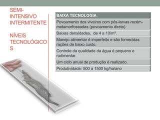 SEMI-
INTENSIVO
INTERMITENTE
NÍVEIS
TECNOLÓGICO
S
BAIXA TECNOLOGIA
Povoamento dos viveiros com pós-larvas recém-
metamorfoseadas (povoamento direto).
Baixas densidades, de 4 a 10/m².
Manejo alimentar é imperfeito e são fornecidas
rações de baixo custo.
Controle da qualidade da água é pequeno e
rudimentar.
Um ciclo anual de produção é realizado.
Produtividade: 500 a 1500 kg/ha/ano
 