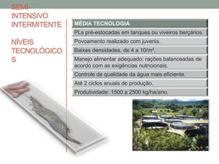 SEMI-
INTENSIVO
INTERMITENTE
NÍVEIS
TECNOLÓGICO
S
MÉDIA TECNOLOGIA
PLs pré-estocadas em tanques ou viveiros berçários.
Povoamento realizado com juvenis.
Baixas densidades, de 4 a 10/m².
Manejo alimentar adequado: rações balanceadas de
acordo com as exigências nutricionais.
Controle de qualidade da água mais eficiente.
Até 2 ciclos anuais de produção.
Produtividade: 1500 a 2500 kg/ha/ano.
 
