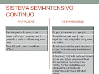 SISTEMA SEMI-INTENSIVO
CONTÍNUO
VANTAGENS
Permite produção o ano todo;
Lotes uniformes, uma vez que é
passada a rede no diâmetro que se
quer;
Diversificação da comunidade
biótica.
DESVANTAGENS
Proporciona maior competição;
Possibilita aparecimento de
espécies mais adaptadas do que os
camarões;
Arrastos constantes para despesca
proporciona um maior estresse aos
animais;
A despesca mal feita pode ocasionar
novas interações intraespecíficas
dos camarões que ficam mais
velhos. A mais importante é o
canibalismo e inibição de
crescimento devido a estrutura
 