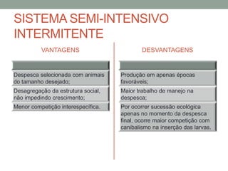 SISTEMA SEMI-INTENSIVO
INTERMITENTE
VANTAGENS
Despesca selecionada com animais
do tamanho desejado;
Desagregação da estrutura social,
não impedindo crescimento;
Menor competição interespecífica.
DESVANTAGENS
Produção em apenas épocas
favoráveis;
Maior trabalho de manejo na
despesca;
Por ocorrer sucessão ecológica
apenas no momento da despesca
final, ocorre maior competição com
canibalismo na inserção das larvas.
 