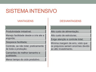 SISTEMA INTENSIVO
VANTAGENS
Produtividade imbatível;
Manejo facilidade desde a cria ate a
engorda;
Despesca facilitada;
Controle, se não total, praticamente
de toda a produção;
Camarões de melhor tamanho e
qualidade;
Menor tempo do ciclo produtivo.
DESVANTAGENS
Alto custo de alimentação;
Alto custo de estruturas;
Exige atenção e controle total;
Mínima margem de erro, visto que
os prejuízos seriam enormes devido
ao alto investimento.
 