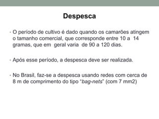 Despesca
• O período de cultivo é dado quando os camarões atingem
o tamanho comercial, que corresponde entre 10 a 14
gramas, que em geral varia de 90 a 120 dias.
• Após esse período, a despesca deve ser realizada.
• No Brasil, faz-se a despesca usando redes com cerca de
8 m de comprimento do tipo “bag-nets” (com 7 mm2)
 