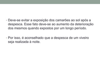 • Deve-se evitar a exposição dos camarões ao sol após a
despesca. Esse fato deve-se ao aumento da deterioração
dos mesmos quando expostos por um longo período.
• Por isso, é aconselhado que a despesca de um viveiro
seja realizada à noite.
 